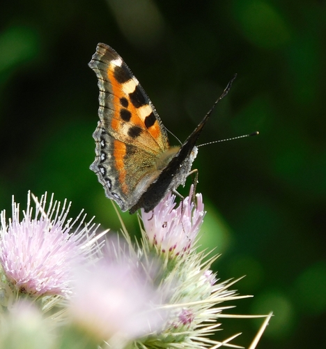 Photo of Indian Tortoiseshell (Aglais caschmirensis)