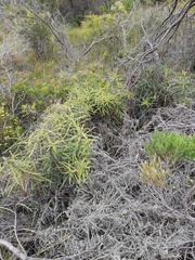 Banksia dryandroides