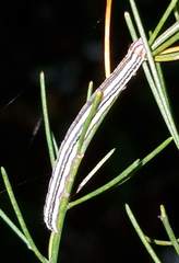 Trichordestra legitima