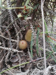 Banksia dryandroides