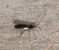 Callibracon capitator