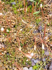 Epilobium brunnescens
