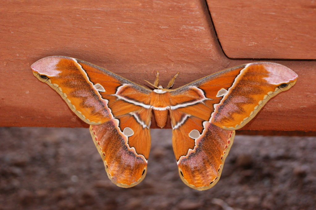 Rothschildia hesperus