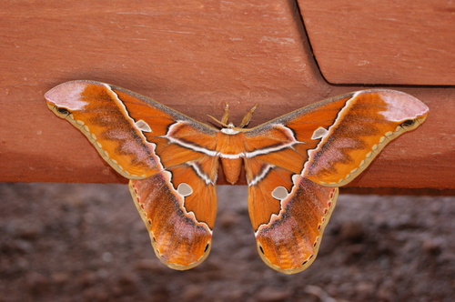 Rothschildia hesperus