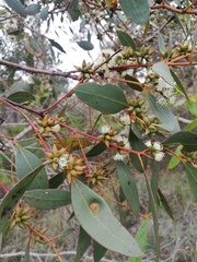 Eucalyptus adesmophloia