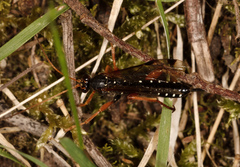 Echthromorpha intricatoria