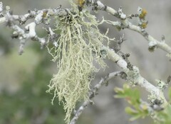 Ramalina peruviana