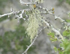 Ramalina peruviana