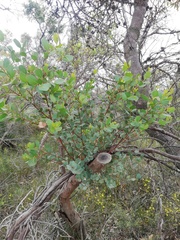 Eucalyptus adesmophloia