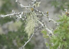 Ramalina peruviana
