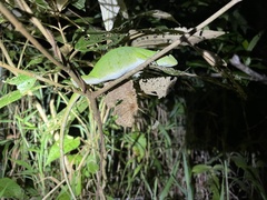 Anolis biporcatus