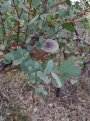 Eucalyptus adesmophloia