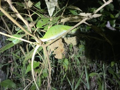 Anolis biporcatus