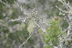 Ramalina peruviana