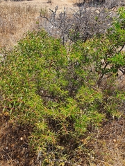 Hakea marginata
