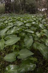 Arisarum simorrhinum