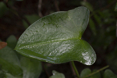 Arisarum simorrhinum
