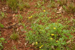 Senecio madagascariensis
