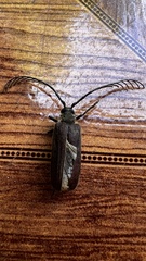 Microplophorus magellanicus