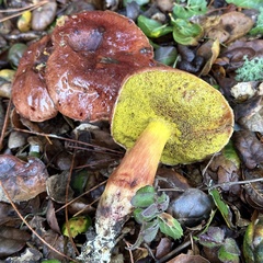 Aureoboletus flaviporus