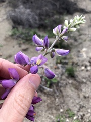 Lupinus chamissonis
