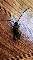 Microplophorus magellanicus