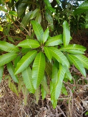 Mangifera