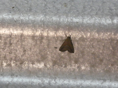 Hypena porrectalis