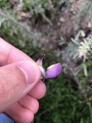 Lupinus chamissonis