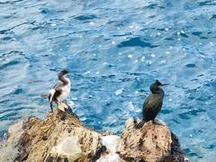 Gulosus aristotelis desmarestii