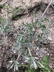Lupinus chamissonis