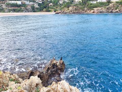 Gulosus aristotelis desmarestii