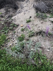 Lupinus chamissonis