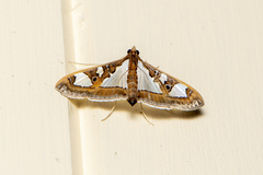 Glyphodes bivitralis