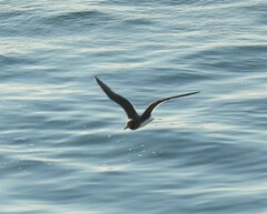 Ichthyaetus hemprichii
