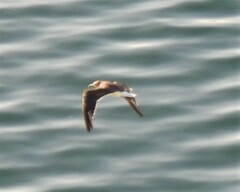 Ichthyaetus hemprichii
