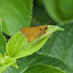 Parnara amalia