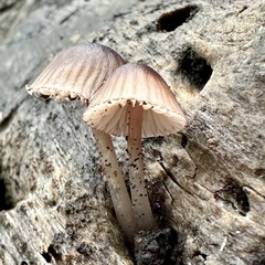 Mycena bulliformis