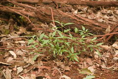 Ageratina riparia