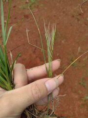 Festuca myuros