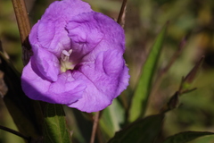 Ruellia simplex