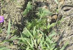 Thymophylla tenuiloba