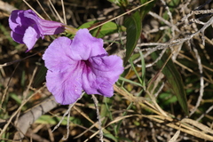 Ruellia simplex