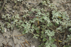 Tidestromia lanuginosa