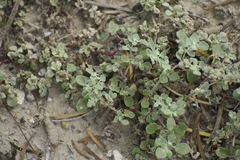 Tidestromia lanuginosa
