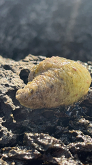 Dolabrifera dolabrifera