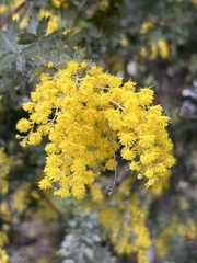 Acacia baileyana