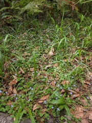 Lobelia trigonocaulis