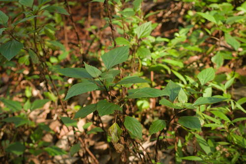 Ageratina adenophora observed 2022-12-28