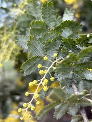Acacia baileyana